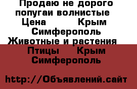 Продаю не дорого попугаи волнистые › Цена ­ 350 - Крым, Симферополь Животные и растения » Птицы   . Крым,Симферополь